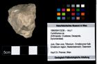 Foto (Objekt + Etikett) von Cyclothyreus sp.  (NHMW-GEO-1990-0041-3236)